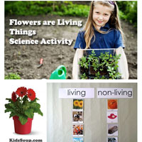 Preschool Kindergarten Flowers Living Things Science