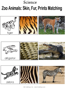 Zoo Animal Prints Science Activity and Game for Kindergarten