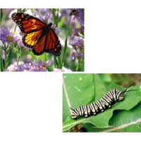 Caterpillar and Butterfly Science Lesson for kindergarten