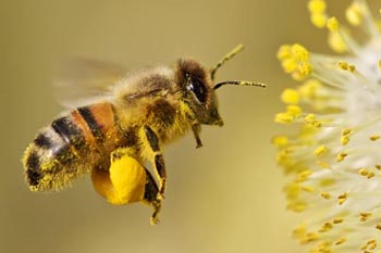 Preschool bees and pollination science lesson and activity