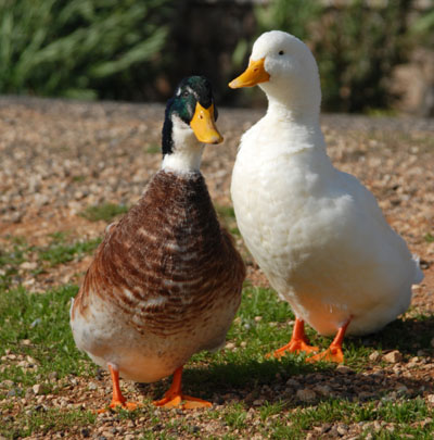 Male and female duck science activity preschool