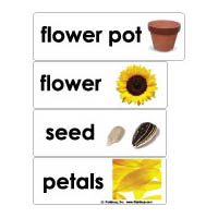 Flowers word wall activities and printables for kindergarten and preschool