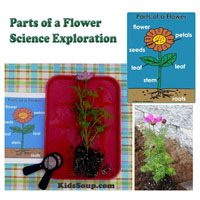 Preschool Kindergarten Parts of a Flower Science Lesson