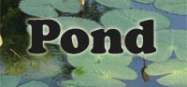 Pond life preschool and kindergarten themes