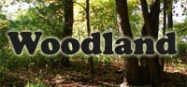 Woodland animals preschool and kindergarten themes